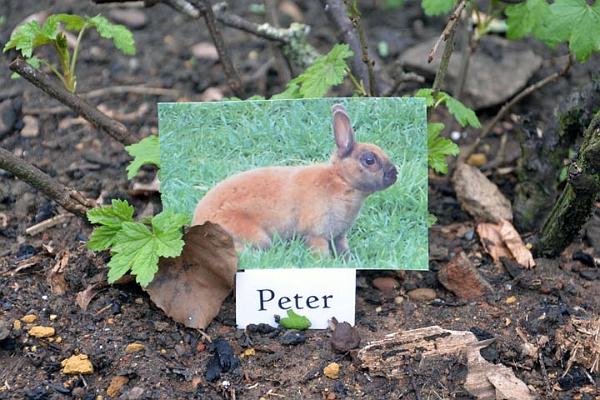 13. Peter Rabbit under a gooseberry bush.jpg